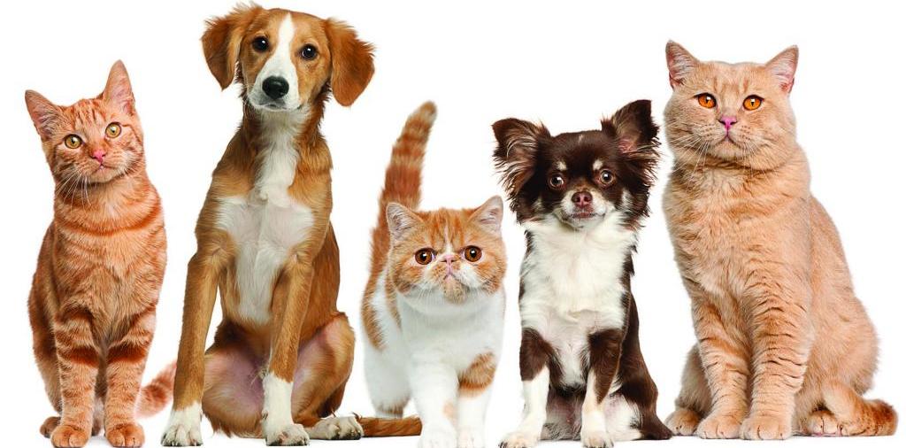 Доска объявлений о животных | ЗооТом - продажа, вязка и услуги для животных в Исилькуле