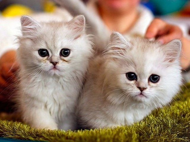 Породы кошек в Исилькуле | ЗооТом портал о животных