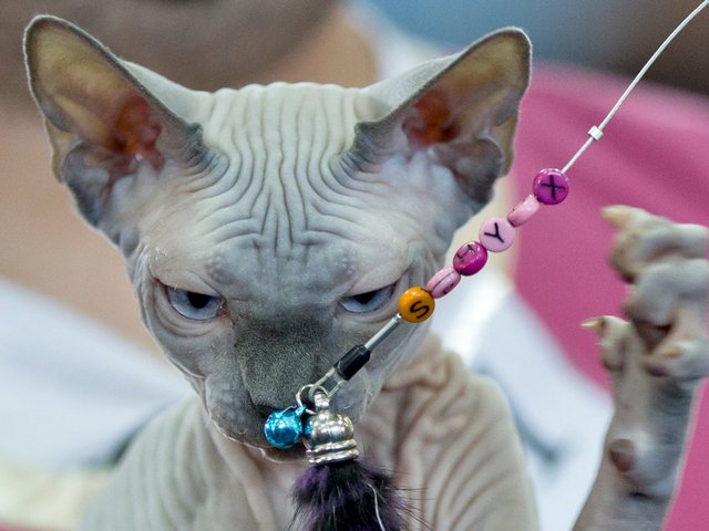 Выставки кошек в Исилькуле | ЗооТом портал о животных