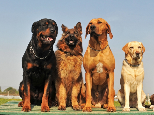 Крупные породы собак в Исилькуле | ЗооТом портал о животных